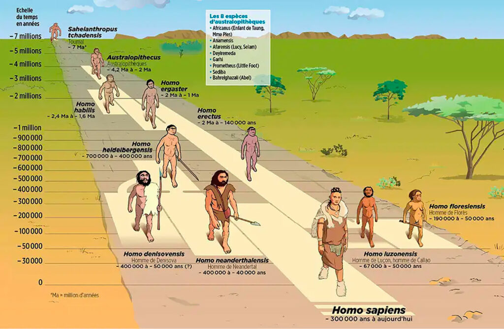 L'�volution de l'homme, un dessin qui pr�te � confusion... - Hominides